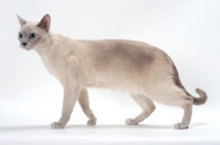 Picture of Tonkinese walking on white background, Lilac (Platinum) Mink coloured