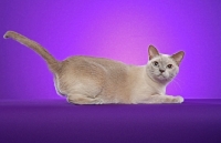 Picture of Tonkinese