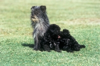 Picture of tonsarne naughty nellie, affenpinscher, with two puppies