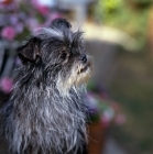 Picture of tonsarne naughty nellie, affenpinscher looking shaggy