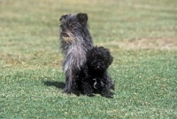 Picture of tonsarne naughty nellie, affenpinscher with her puppy