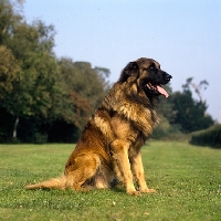 Picture of top estrela mountain dog sitting on grass, uk breed record holder