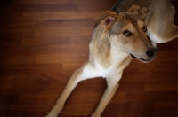 Picture of top view of dog looking worried at his owner while resting on a hardwood floor