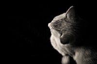 Picture of Top view of kitten laying on couch