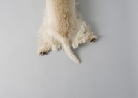 Picture of Top view of wheaten Scottish Terrier with hind legs extended.