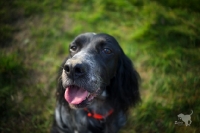 Picture of top view portrait of a black and white English Setter