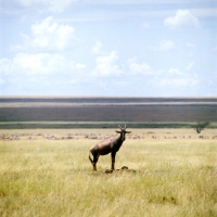 Picture of topi in a remote area, serengeti np