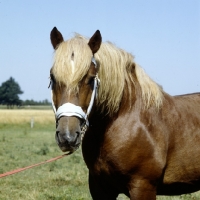 Picture of torant, westphalian cold blood head study