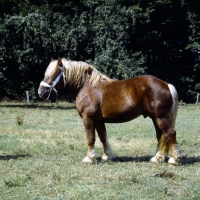 Picture of torant, westphalian cold blood stallion in germany