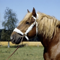 Picture of torant, westphalian cold blood head study