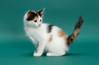 Picture of Torbie & White Turkish Van kitten, sitting down