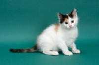 Picture of Torbie & White Turkish Van kitten
