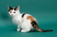 Picture of Torbie & White Turkish Van kitten
sitting down