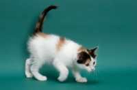 Picture of Torbie & White Turkish Van kitten
walking on green background