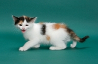 Picture of Torbie & White Turkish Van kitten
