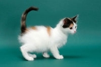 Picture of Torbie & White Turkish Van kitten
on green background