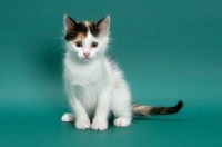 Picture of Torbie & White Turkish Van kitten, looking at camera