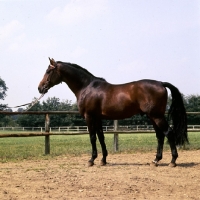 Picture of tornado, trakehner stallion 