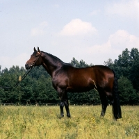 Picture of tornado, trakehner stallion