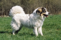 Picture of tornjak side view, croatian flock guarding breed