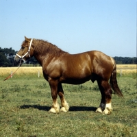 Picture of torpedo, westphalian cold blood stallion in germany