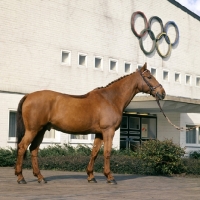 Picture of Torphy, Holstein, Gold and Silver Olympic show jumping medal winner. 