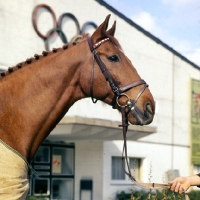 Picture of Torphy, Holstein Gold and Silver Olympic show jumping medal winner