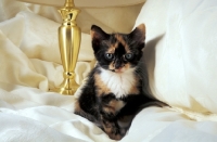 Picture of tortie and white kiiten on sheets
