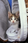 Picture of tortie and white kitten in a basket