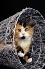 Picture of tortie and white kitten in a basket