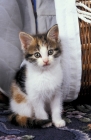 Picture of tortie and white kitten near basket