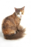 Picture of tortie and white LaPerm on white background