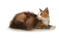 Picture of tortie and white LaPerm on white background