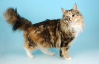 Picture of tortie and white norwegian forest cat standing