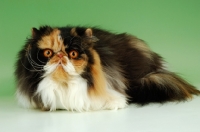 Picture of tortie and white persian cat, lying down on green background