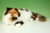 Picture of tortie and white persian cat, lying down