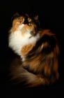 Picture of tortie and white persian cat, on black background