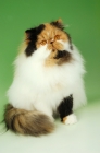 Picture of tortie and white persian cat, sitting down