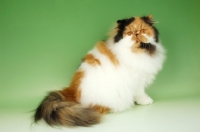 Picture of tortie and white persian cat