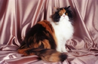 Picture of tortie and white persian