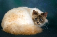 Picture of tortie birman cat curled up