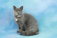 Picture of tortie british shorthair cat