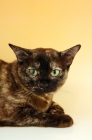 Picture of tortie burmese portrait