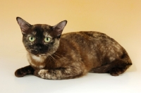 Picture of tortie burmese