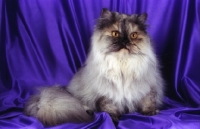 Picture of tortie cameo persian cat
