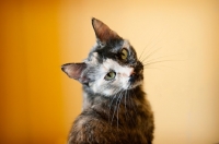 Picture of tortie looking over shoulder on yellow background