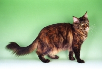 Picture of tortie maine coon cat on green background