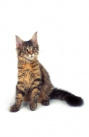 Picture of tortie Maine Coon
