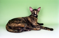 Picture of tortie Oriental Shorthair cat lying on green background