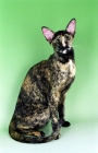 Picture of tortie Oriental Shorthair cat sitting on green background